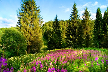 Mountain meadow - forest, meadow, pretty, greenery, beautiful, flowers, wildflowers, grass, sky, freshness, clouds, lovely, trees, nature, mountain, green