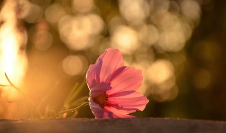 Flower - beauty, nature, bokeh, petals, flowers, fragile