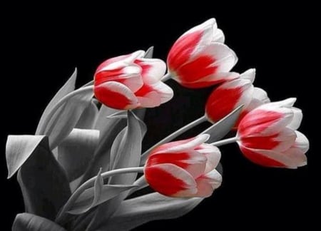 In the footsteps of the wind - red and white, tulips, wind, beauty, black background, lovely