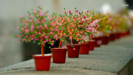 Plant - plant, nature, tree, flower