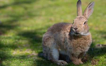 Rabbit - photo, rabbit, animal, bunny