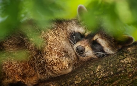 Raccoon - photo, raccoon, animal, sleep