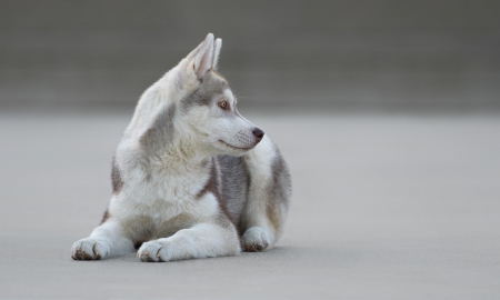 Husky - animal, pretty, cute, animals, beautiful, sweet, puppy, puppys, dogs, lovely, dog