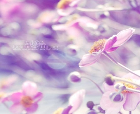 Breathing Purple - flowers, nature, colorful