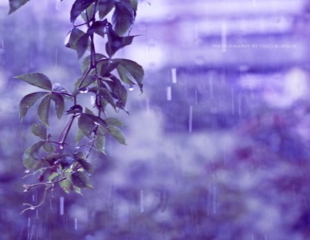 Water Falling - flowers, nature