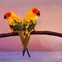 love birds