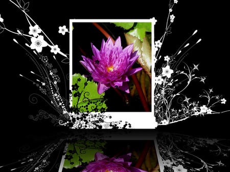 Waterlily - flowers, vector