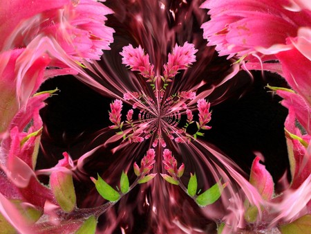 Pink - pink, fractal