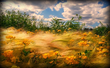 WINDY AUTUMN - flowers, clouds, windy, autumn, grass