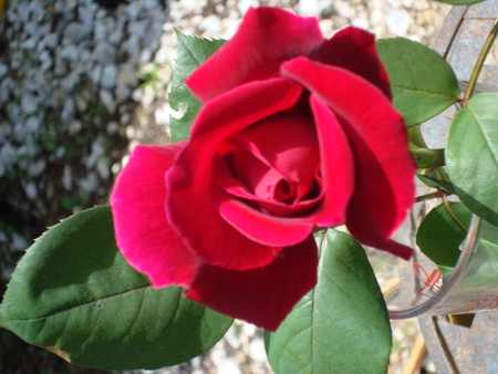 a rose is a rose - nature, rose, flower, red