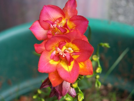 freesia flowers - flower, red