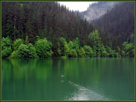 SONIDO DEL SILENCIO - green, silent