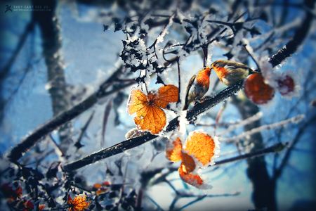 They can't see us - nature, animals, snow, winter, birds