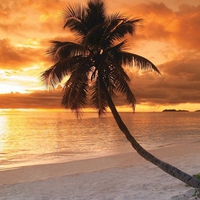 Beach In Fiji