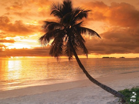 Beach In Fiji - white sand, sunset, tropical, beach, ocean, palm tree