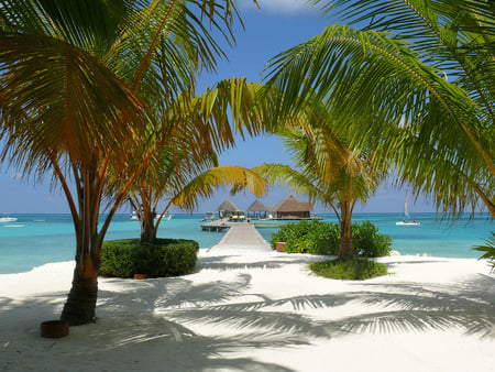 Maldives Islands - palm trees, ocean, beach, tropical, sand, coast