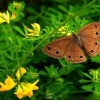 BUTTERFLY EYES