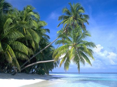 Destination Paradise - palm trees, ocean, beach, paradise, skies, tropical