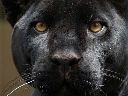 Black panther