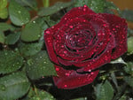 Rose drop