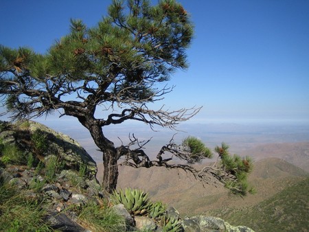 Tree - nature, trees