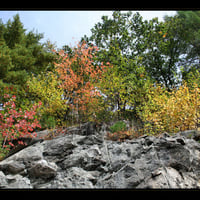 Trees and stones