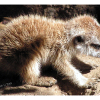 baby meerkat