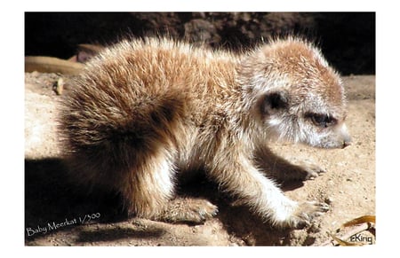 baby meerkat - cute, little, baby, meerkat