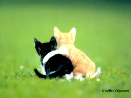 BFF  - nature, cat, cats, beautiful, green, friends, cute, kitten