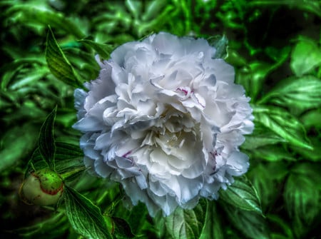 White peonie - flowers, 3d