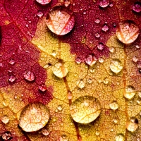 Water drops on an autumn leaf