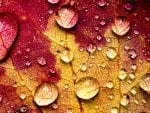 Water drops on an autumn leaf