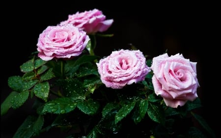 Pink roses - flower, dew, rose, pink, black, background, water drops, leaf, green