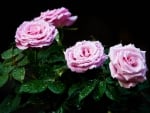 Pink roses