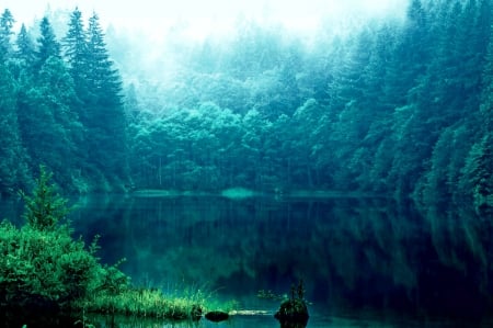 FOREST LAKE - calm, lake, forest, mist