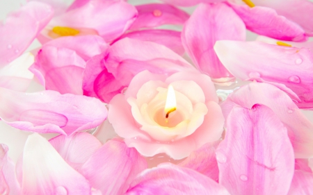 Candle flower - fire, candle, flower, rose, pink, petals, light