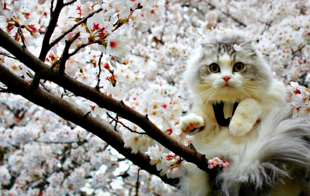 Looking for spring - branch, cherry blooms, beauty, spring, flower, pink, tree, cat, white, animal