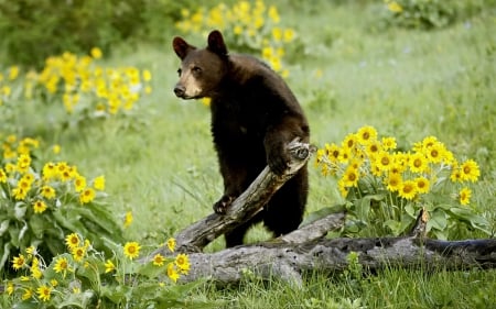 Black bear - flowers, grizzly, animals, bear