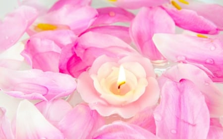 Pink petals - flowers, candle, petals, pink