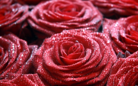 Red rose - flowers, red, roses, petals