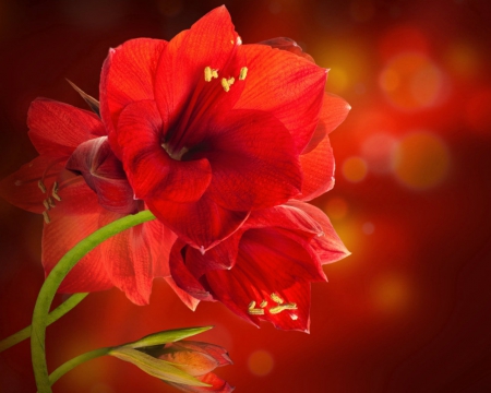 Beautiful flowers - bokeh, flowers, petals, red