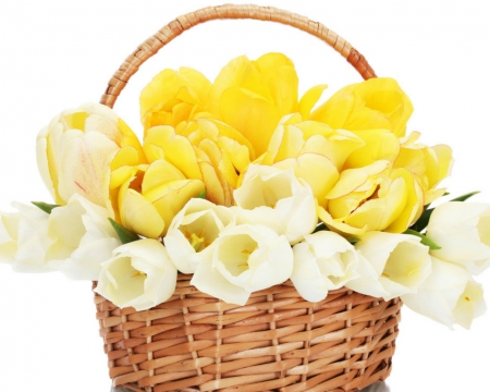 A basket of tulips - bloom, flowers, basket, tulips