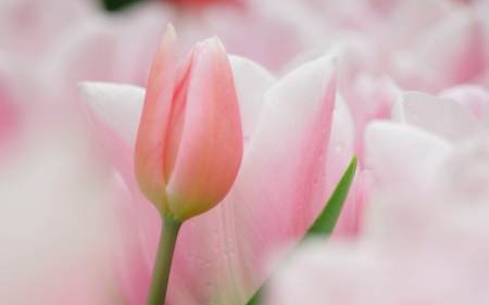 Soft pink - bud, flowers, pink, tulip