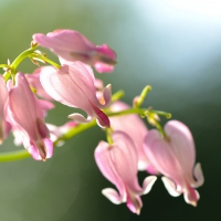 Dicentra