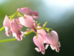 Dicentra