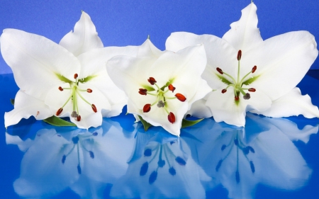 Beautiful flowers - flowers, white, petals, bloom