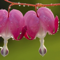 Dicentra