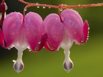 Dicentra