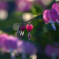 Dicentra