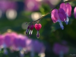 Dicentra